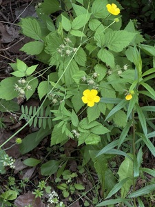 Aster