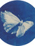 Evelina