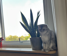 Mia