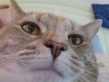 Dom