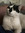 Catmint