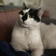 Catmint