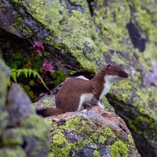 Afra