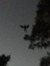 Moth_