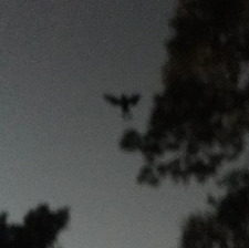 Moth_