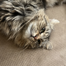 Katbo