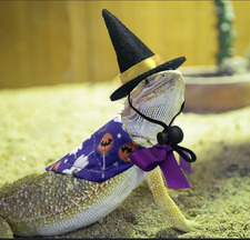 Lizard