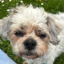 Sammy