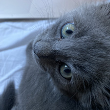 Sam