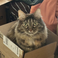 Kiara