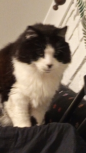 Oscar