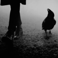 тнε ѕεvεɴтн crow