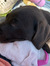 Paislee...