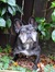 saffy