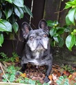 saffy