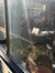 Dom
