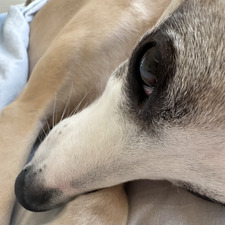 Lily