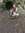 Ilse