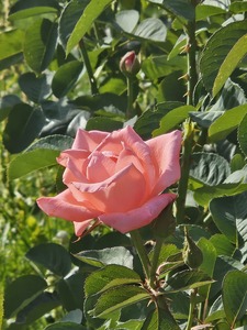 ESTELA