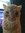 Teun