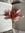 𖥔 ݁˖ Bs ౨ৎ 𖥔 ݁˖