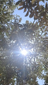 Eleenta