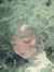 ida