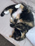 Evi