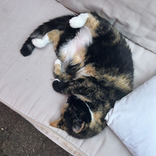 Evi