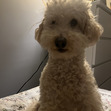 hazelnutcookie