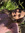 Nat