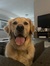 izzie