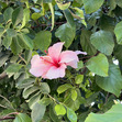Ines (إناس)