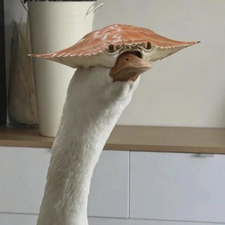 Sam