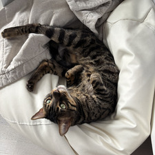 Ronja