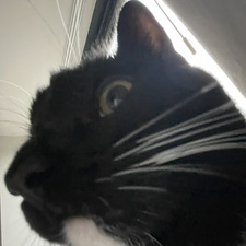 Izzy