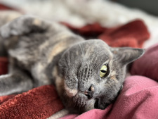 Maggie
