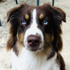 Kimber