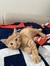 kitty cici