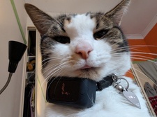 Dex