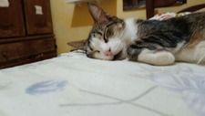 Soninho