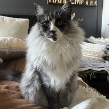 Molly