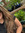 Jane H