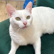 Patri