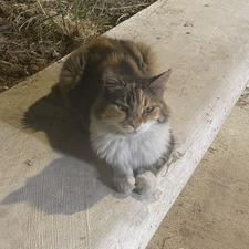 Jemima