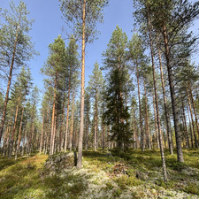 Tero