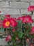 Rosy | ...