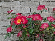 Rosy