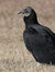 Vulture...