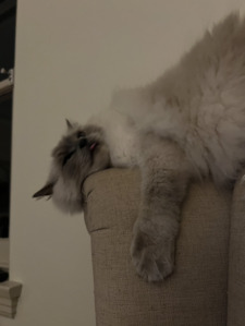 Isabella
